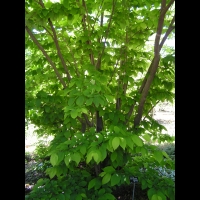 Fortunearia sinensis (fam Hamamelidacees) (Chine) (1)